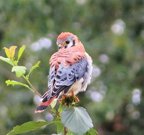 Kestrel, Steigerwald Wildlife Refuge