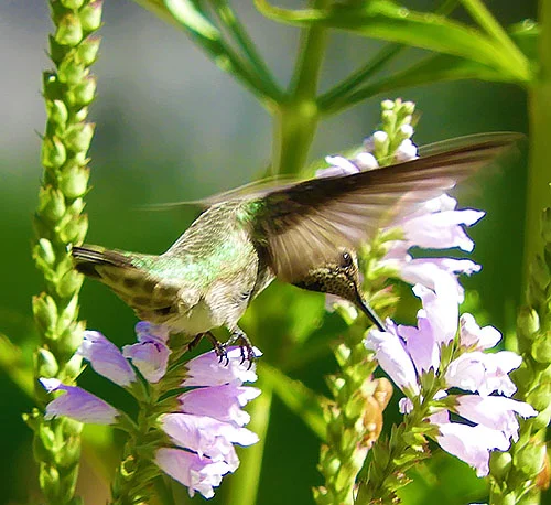 Hummingbird, Wildlife Botanical Garden