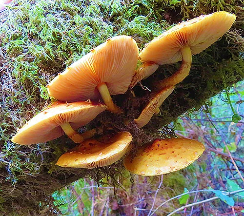 Mushrooms, Lacamas Lake