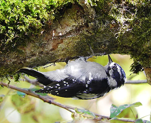 Downy Woodpecker, Steigerwald Wildlife Refuge