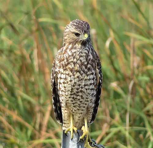 Red-Shouldered Hawk, Ridgefield Wildlife Refuge