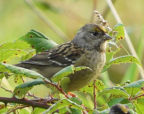Golden-Crowned Sparrow, Steigerwald Wildlife Refuge