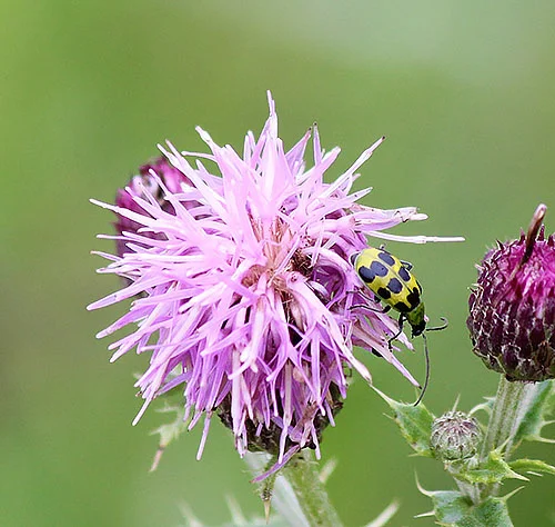 Cucumber Beetle on Thistle, Kiwa Trail
