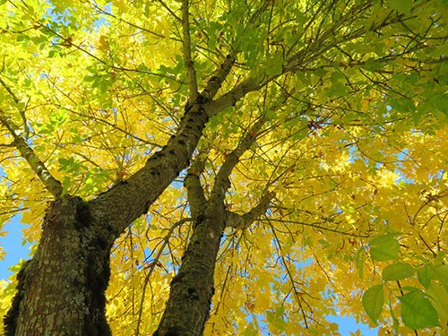Autumn Leaves, Neighborhood