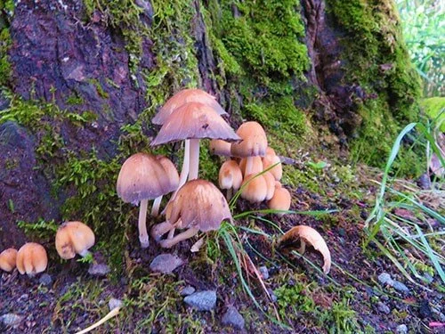Mushrooms, Steigerwald Wildlife Refuge