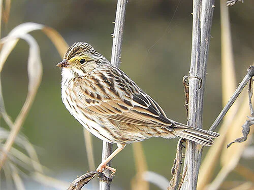 Savannah Sparrow, Kiwa Trail