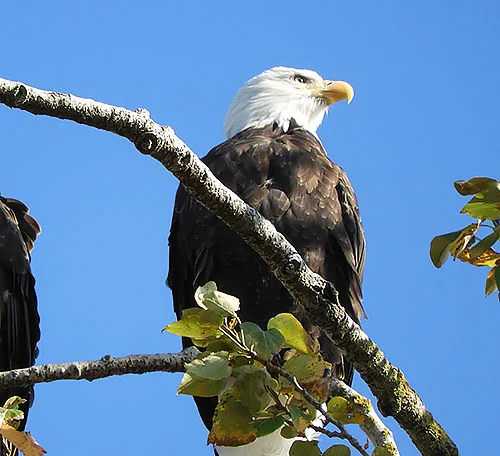 Eagle, Steigerwald Wildlife Refuge