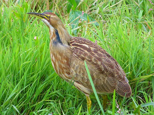 Bittern, Steigerwald Wildlife Refuge