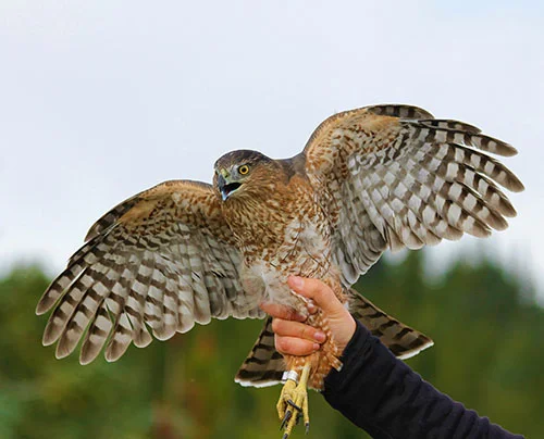 Cooper's Hawk, Bonney Butte (after banding, just prior to release)
