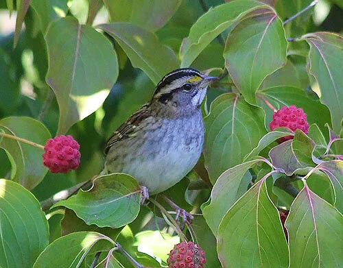 Sparrow, Wildlife Botanical Garden