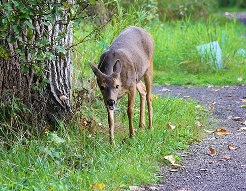 Deer, Steigerwald Wildlife Refuge