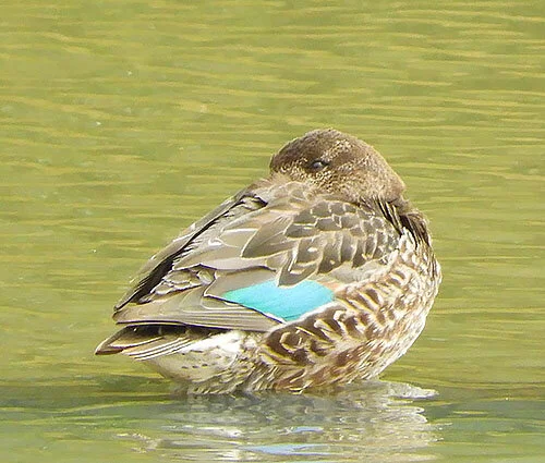 Green-Winged Teal Duck, Steigerwald Wildlife Refuge