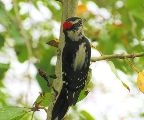 Downy Woodpecker, Steigerwald Wildlife Refuge