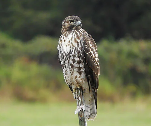 Hawk, Ridgefield Wildlife Refuge
