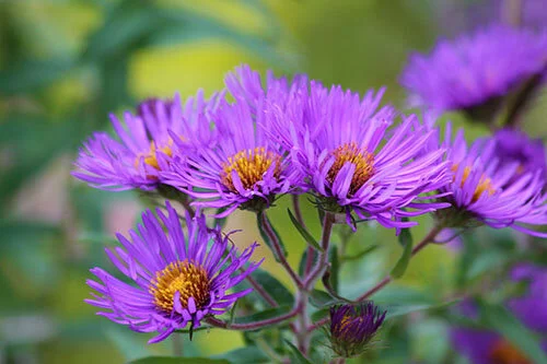 Last of the Summer Flowers, Wildlife Botanical Garden