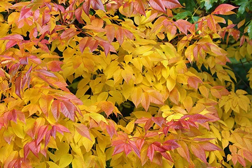 Fall Leaves, Wildlife Botanical Woods