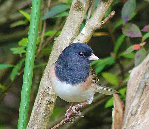 Dark-Eyed Junco, Wildlife Botanical Garden