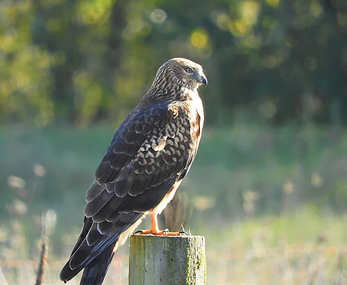 Harrier, Steigerwald Wildife Refuge