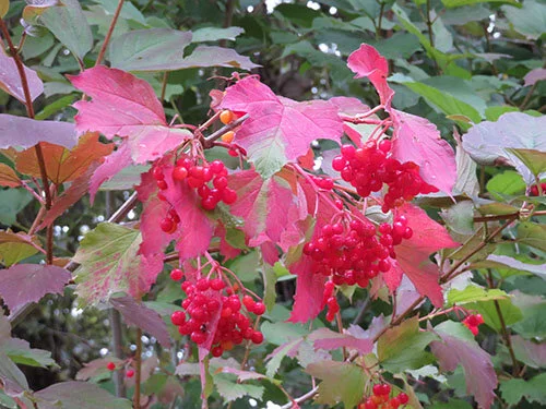 Berries and Leaves, Steigerwald Wildlife Refuge