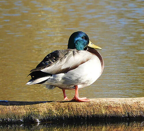 Mallard, Steigerwald Wildlife Refuge