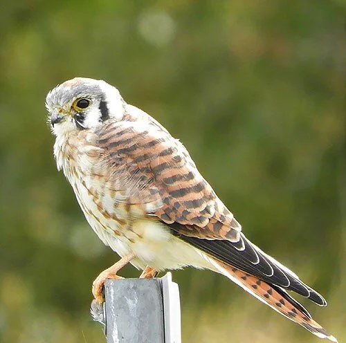 Kestrel, Ridgefield Wildlife Refuge