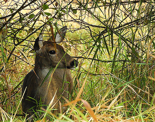 Deer, Steigerwald Wildlife Refuge