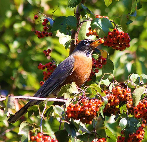 Robin, Wildlife Botanical Garden