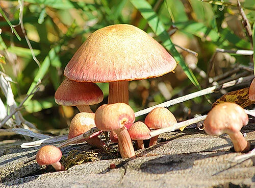 Mushrooms, Steigerwald Wildlife Refuge