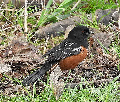 Towhee, Tryon Creek