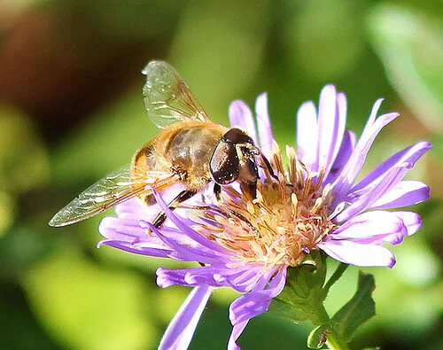 Bee, Wildlife Botanical Garden