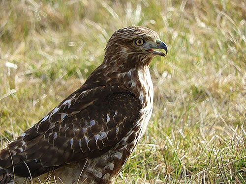 Hawk, Ridgefield Wildlife Refuge