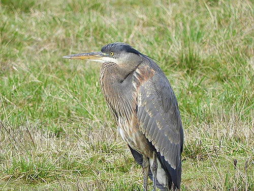 Heron, Ridgefield Wildlife Refuge