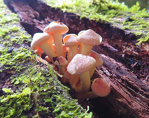 Mushrooms, Tryon Creek