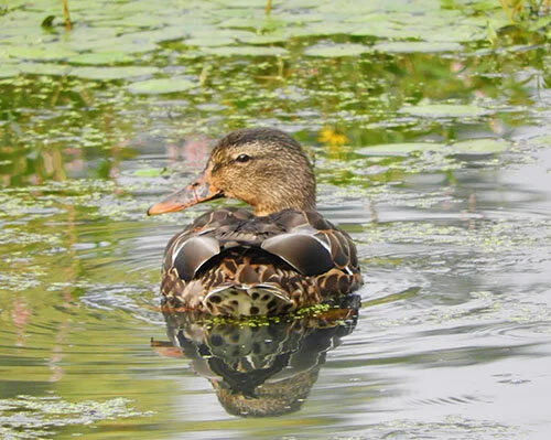 Female Duck, Steigerwald Wildlife Refuge