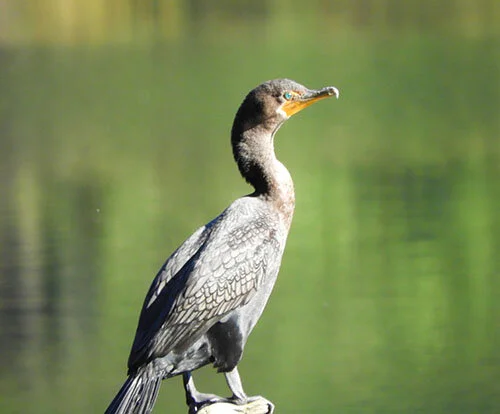Cormorant, Battleground Lake