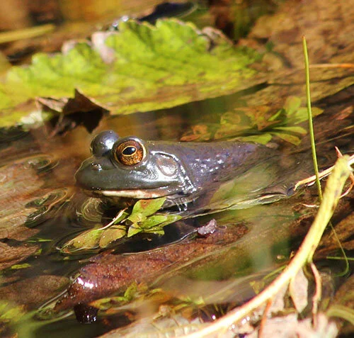 Frog, Wildlife Botanical Garden