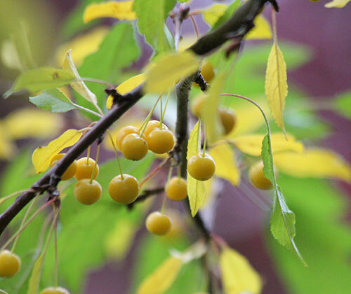 Berries, Neighborhood