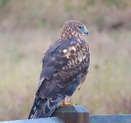 Northern Harrier, Steigerwald Wildlife Refuge