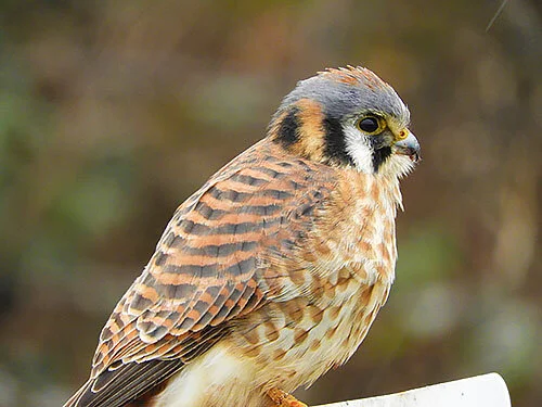 Kestrel, Steigerwald Wildlife Refuge