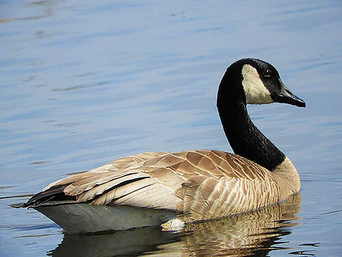 Goose, Ridgefield Wildlife Refuge