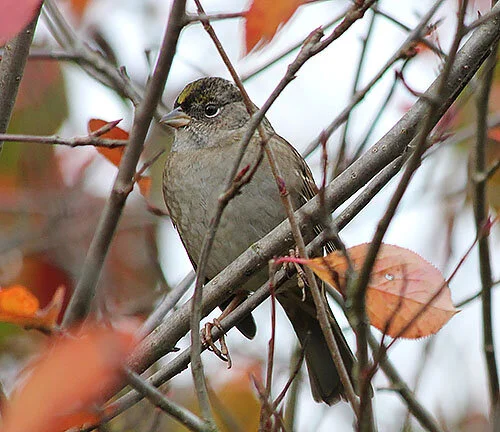 Golden-Crowned Sparrow, Wildlife Botanical Garden