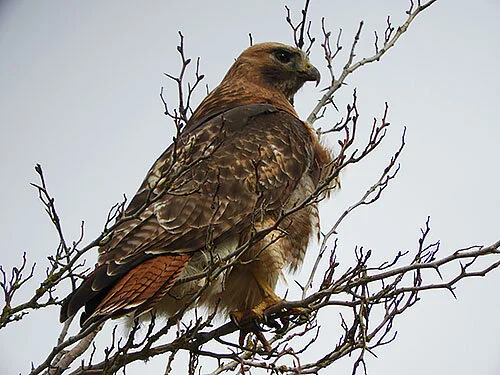 Hawk, Ridgefield Wildlife Refuge