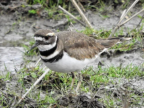 Killdeer, Ridgefield Wildlife Refuge