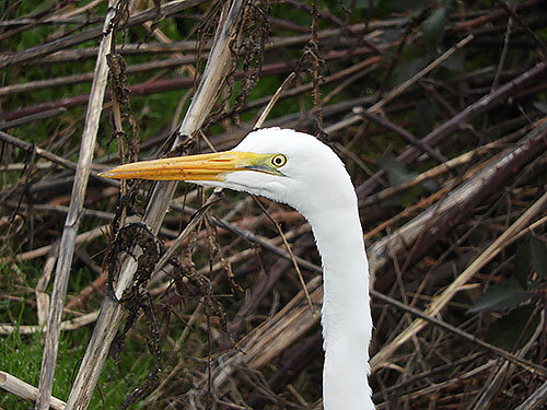 Egret, Steigerwald Wildlife Refuge
