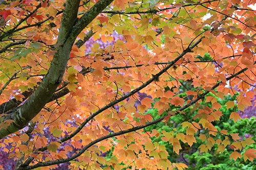 Fall Leaves, Wildlife Botanical Garden
