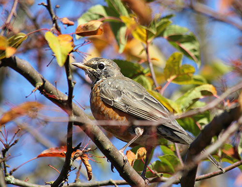 Robin, Wildlife Botanical Garden