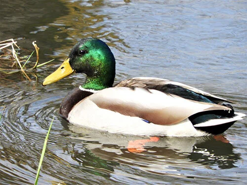 Male Mallard, Steigerwald Wildlife Refuge