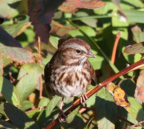 Song Sparrow, Steigerwald Wildlife Refuge