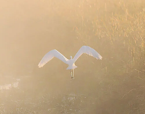Egret, Steigerwald Wildlife Refuge