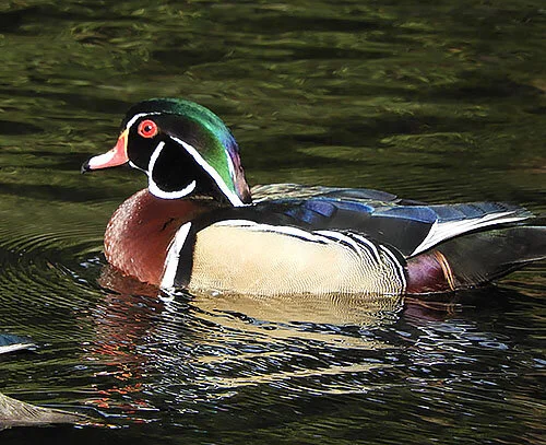 Wood Duck, Rhododendron Garden